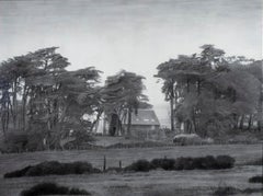 La nebbia si deposita sul cipresso