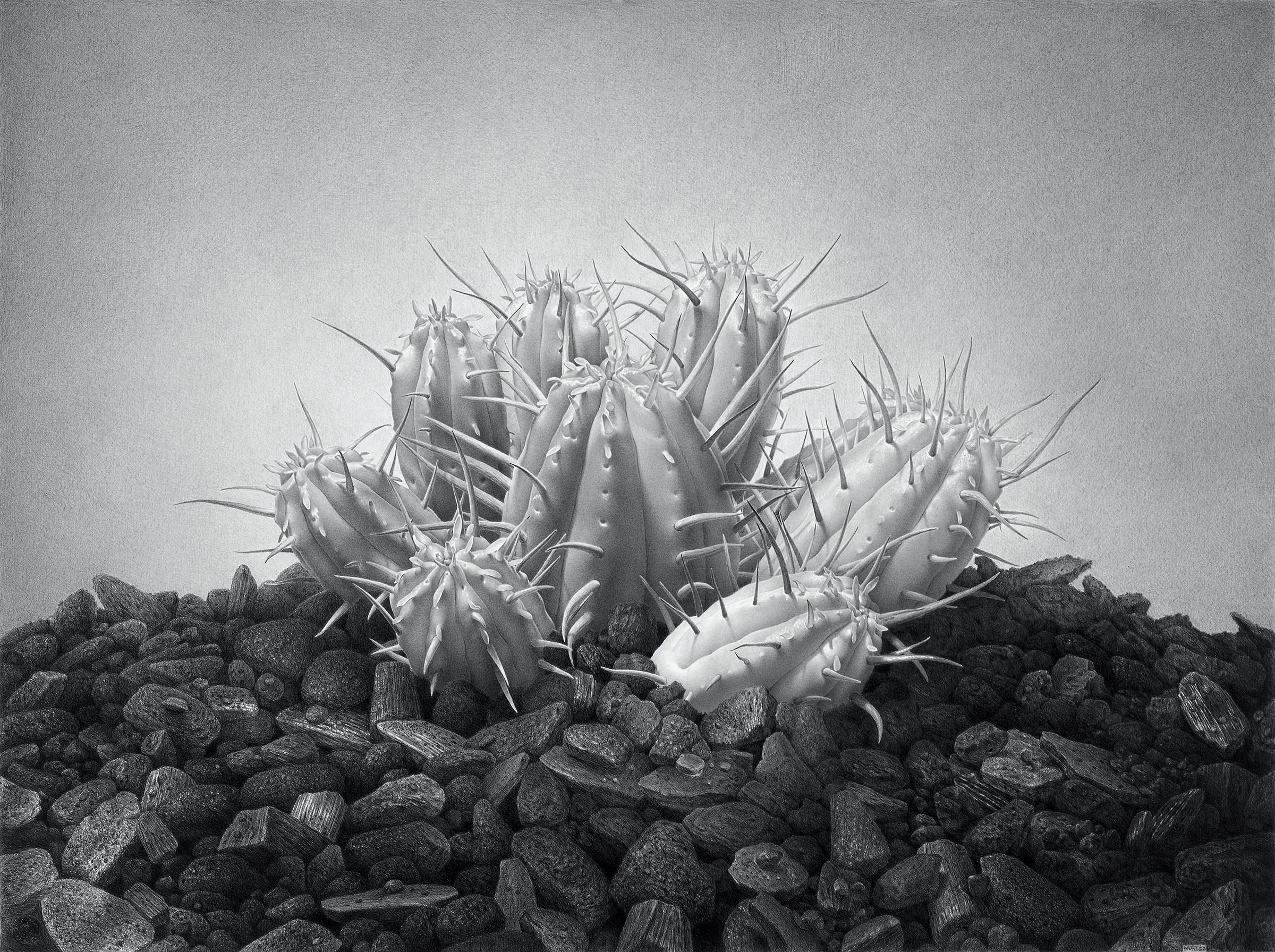 Eric Wert Still-Life - GIANT, black and white, hyper-realism, monochrome, cactus, still-life, succulent