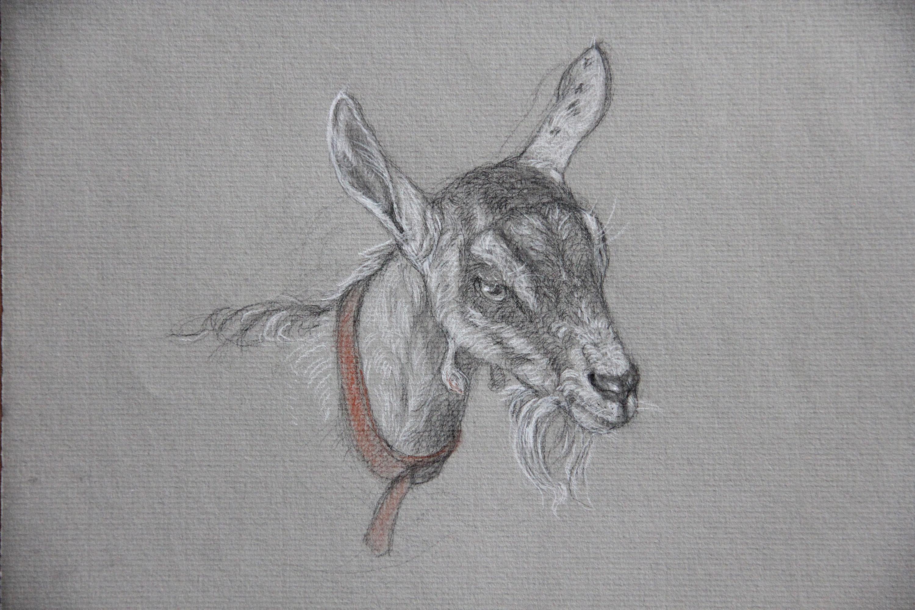 CABRA CON COLLAR NARANJA - Realismo Tradicional / Dibujo de Animales / Animal de Granja - Art de Patricia Traub