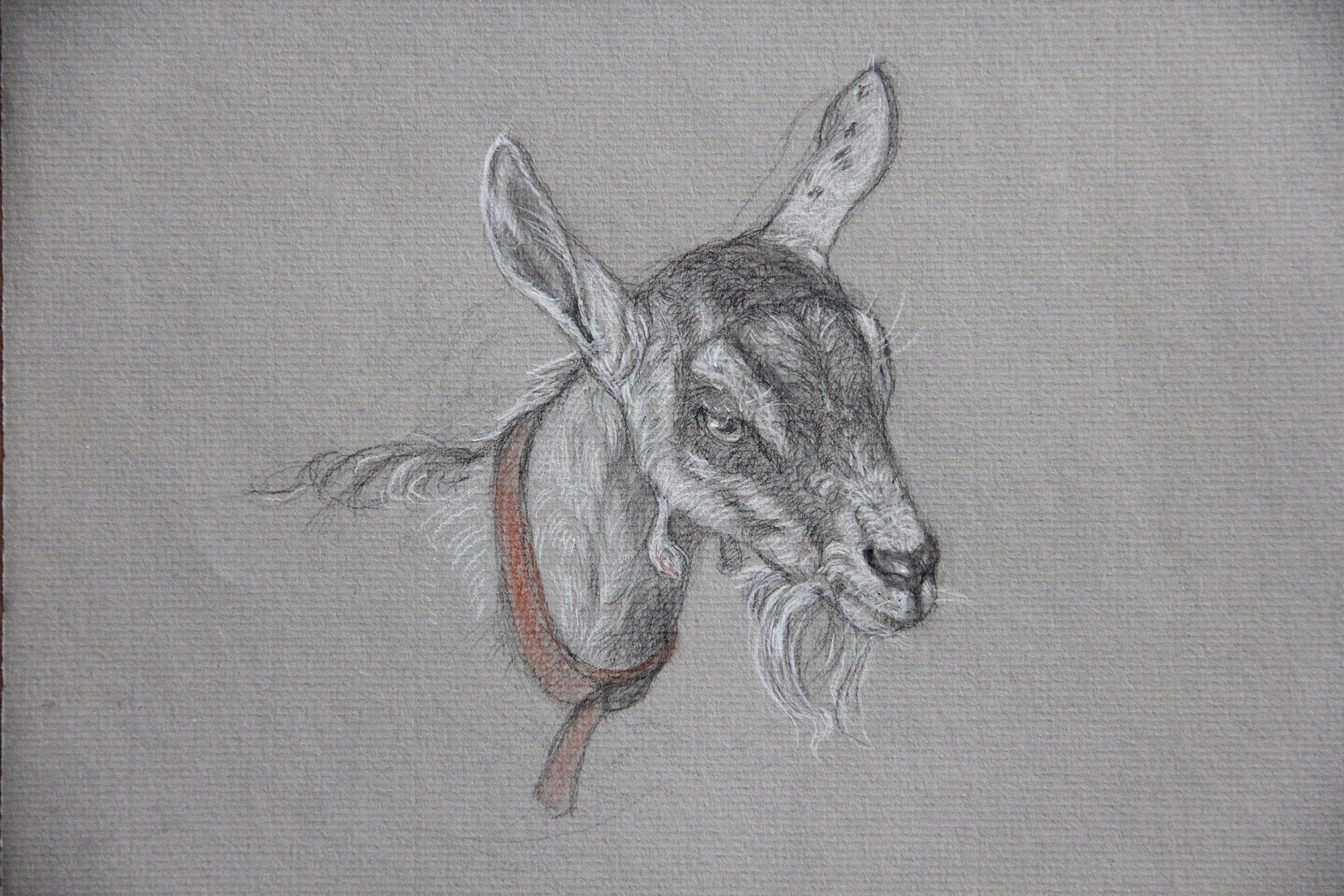 GOAT WITH ORANGE COLLAR - Traditional Realism / Animal Drawing / Farm Animal - Art by Patricia Traub