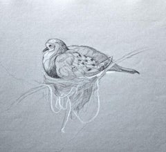 MOURNING DOVE AND NEST WITH WHITE STRING, charcoal drawing, bird, photo-realism