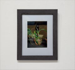 BULB - Disegno / Natura morta / Pianta / Opera su carta