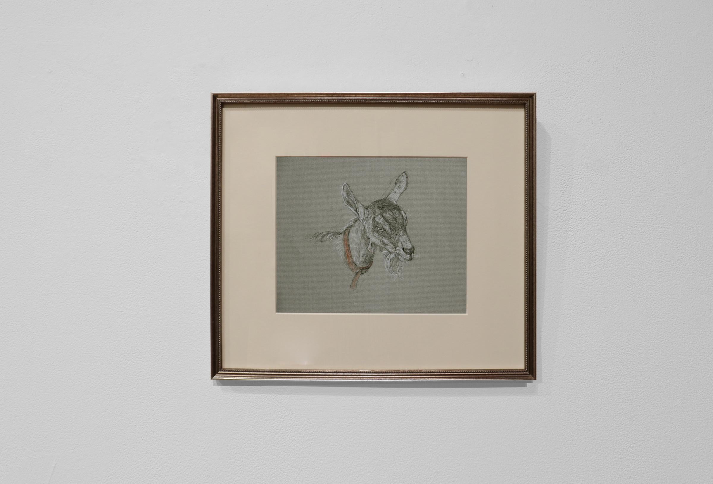 Patricia Traub Animal Art - GOAT WITH ORANGE COLLAR - Traditional Realism / Animal Drawing / Farm Animal
