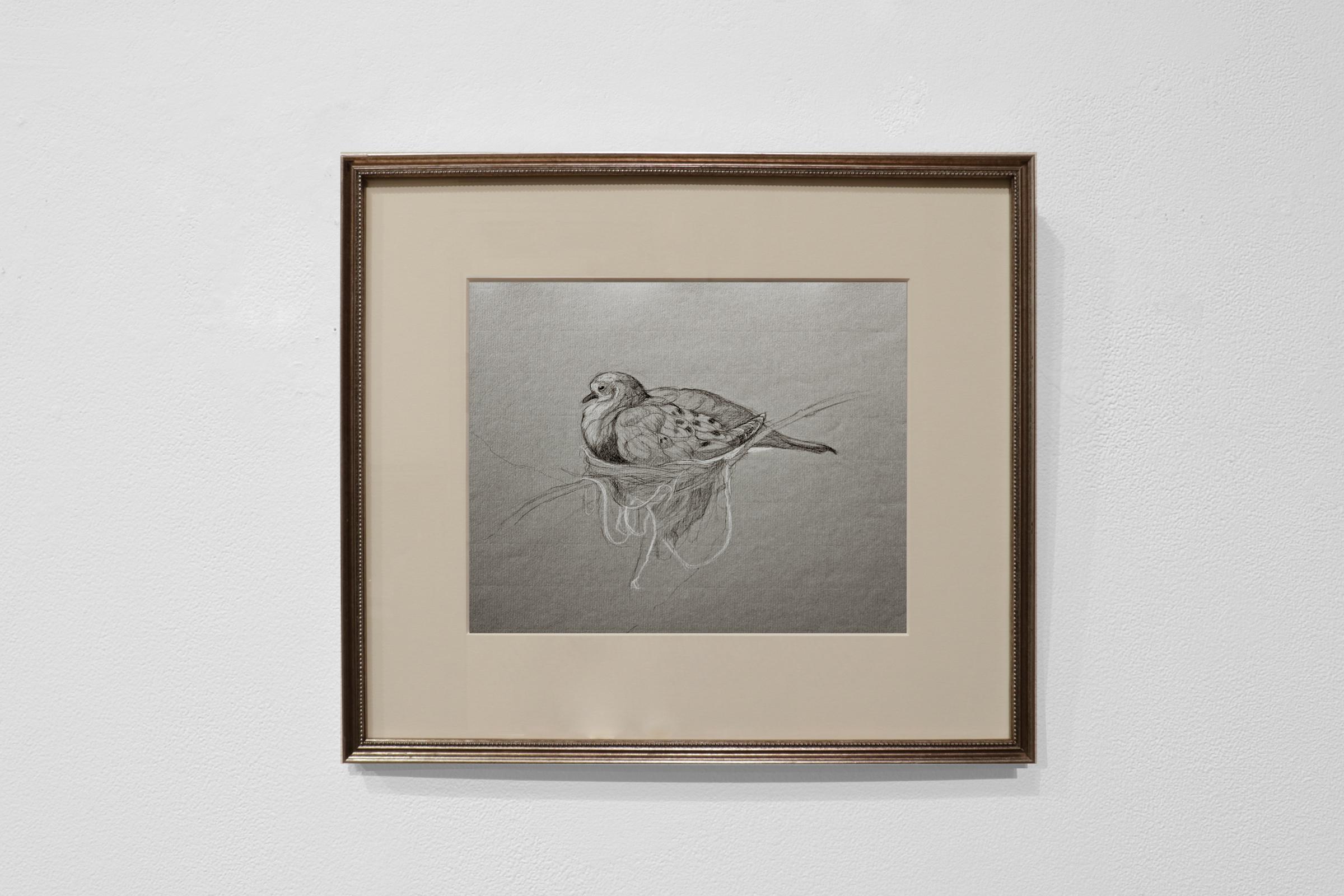 Patricia Traub Animal Art - MOURNING DOVE AND NEST WITH WHITE STRING - Realism / Charcoal Drawing / Wildlife