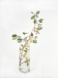 Pomme de pin
