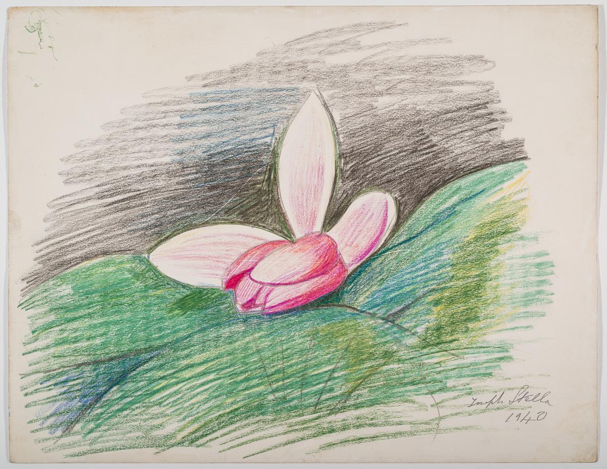 Ninfea rosa con sfondo verde e nero
