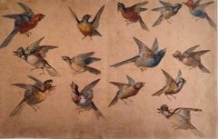 Étude de quatorze oiseaux