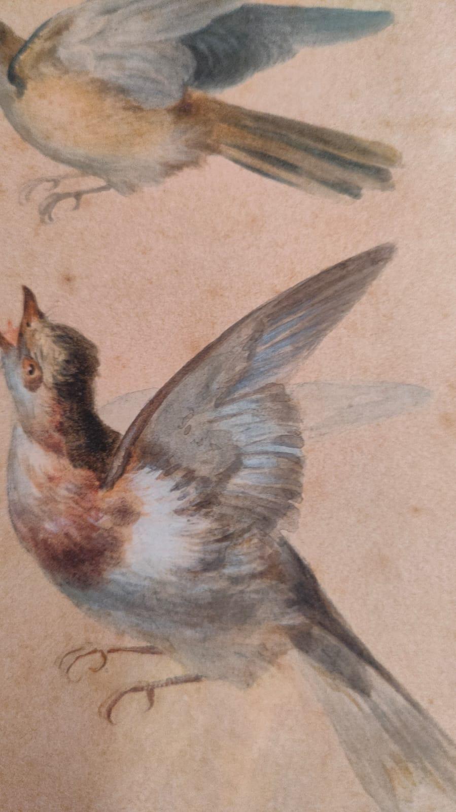 Study of fourteen birds For Sale 7