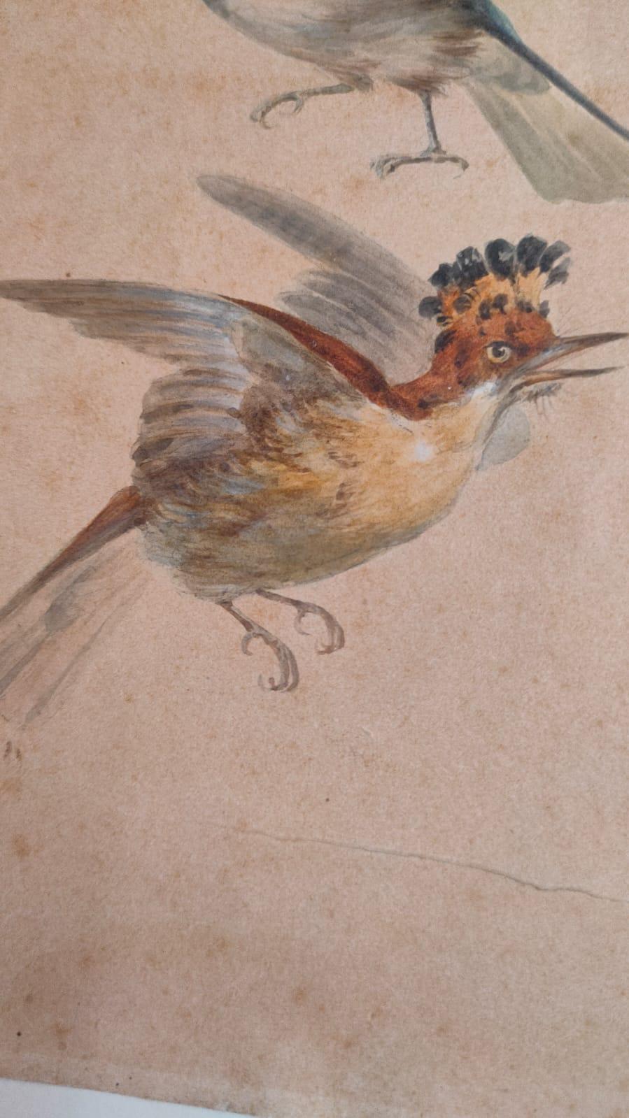 Study of fourteen birds For Sale 3