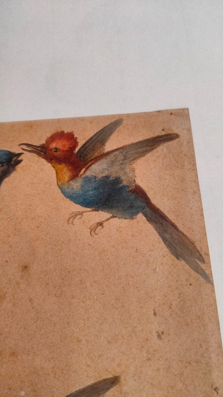 Study of fourteen birds For Sale 8