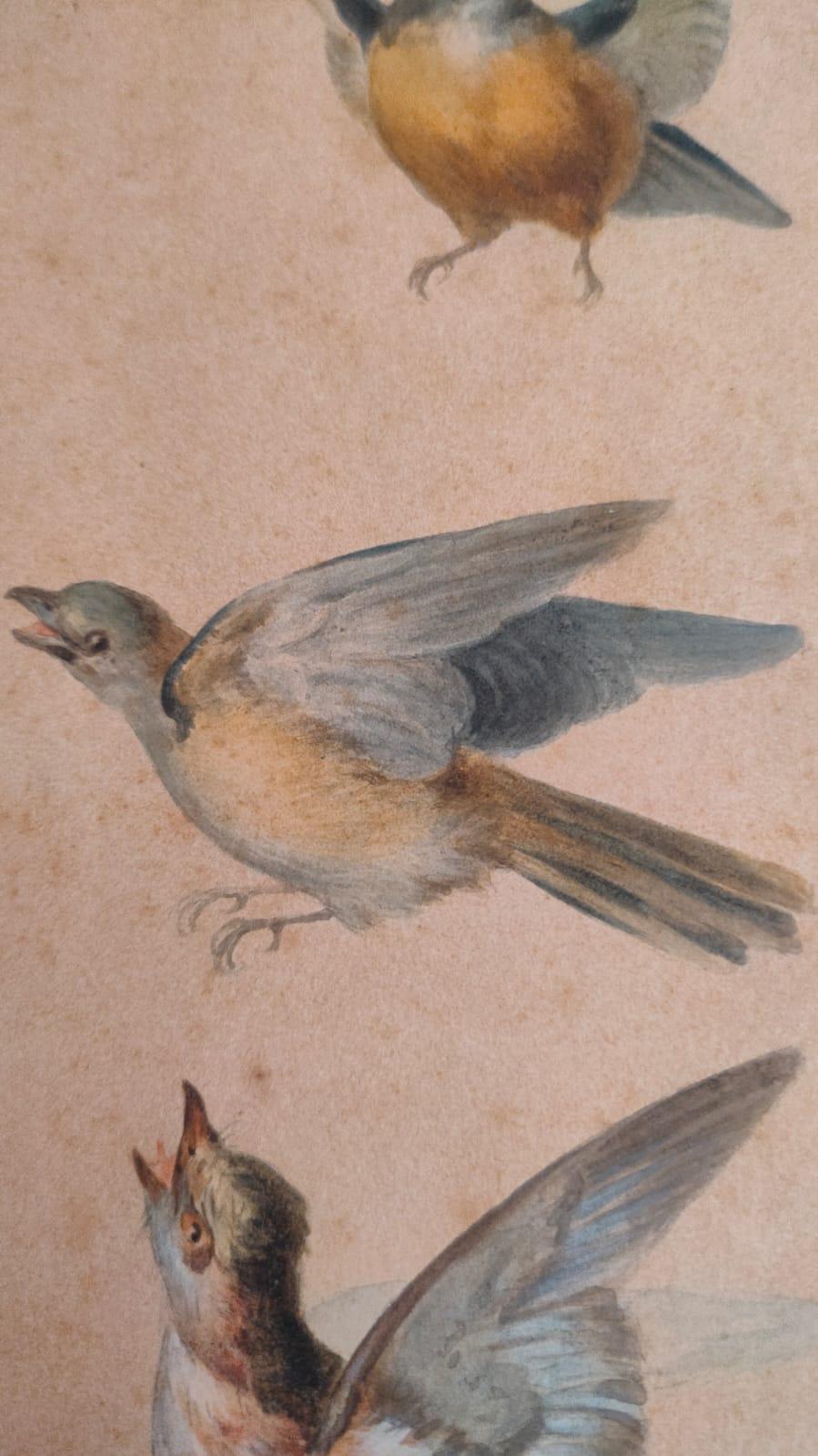 Study of fourteen birds For Sale 6