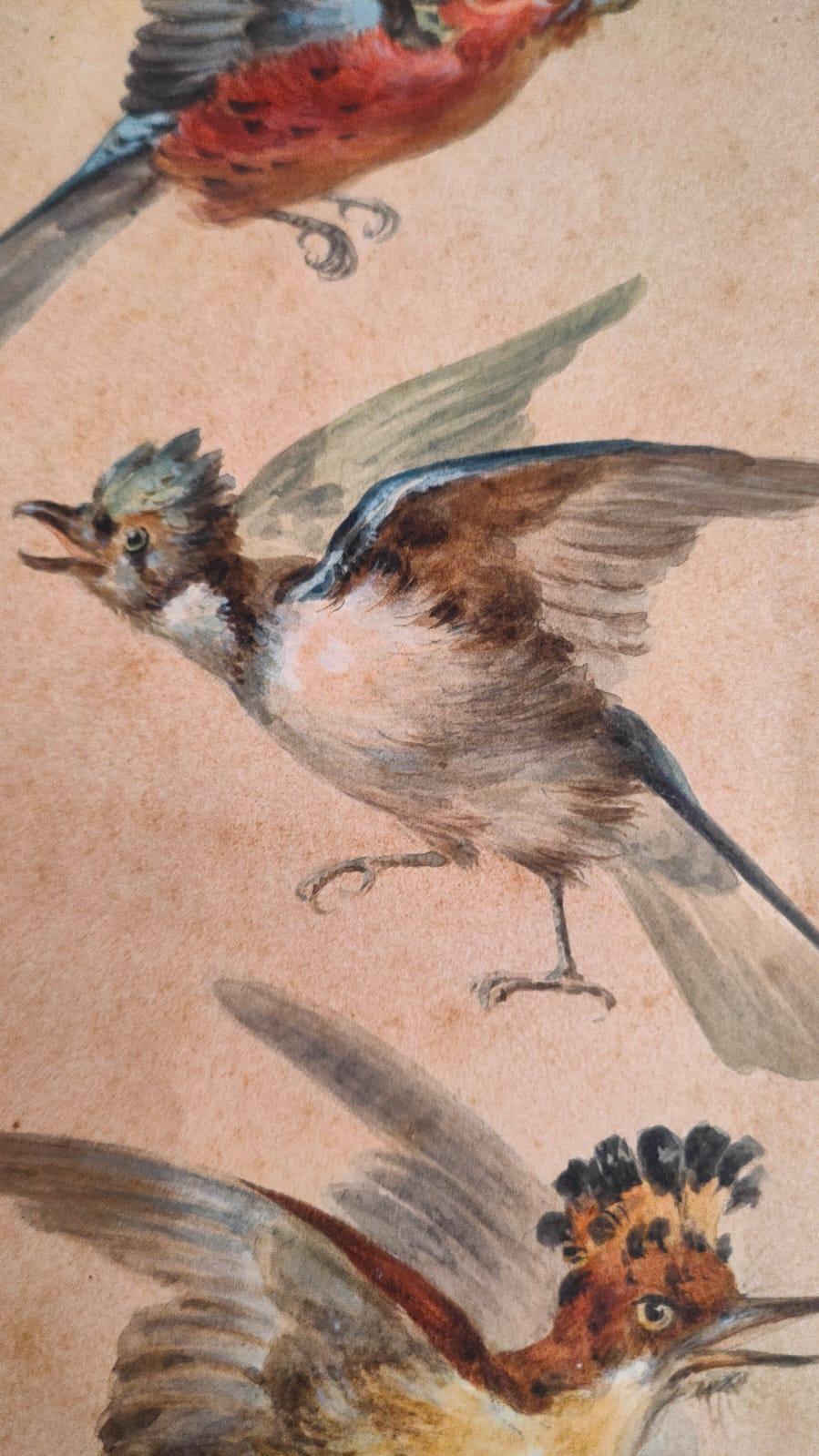 Study of fourteen birds For Sale 5