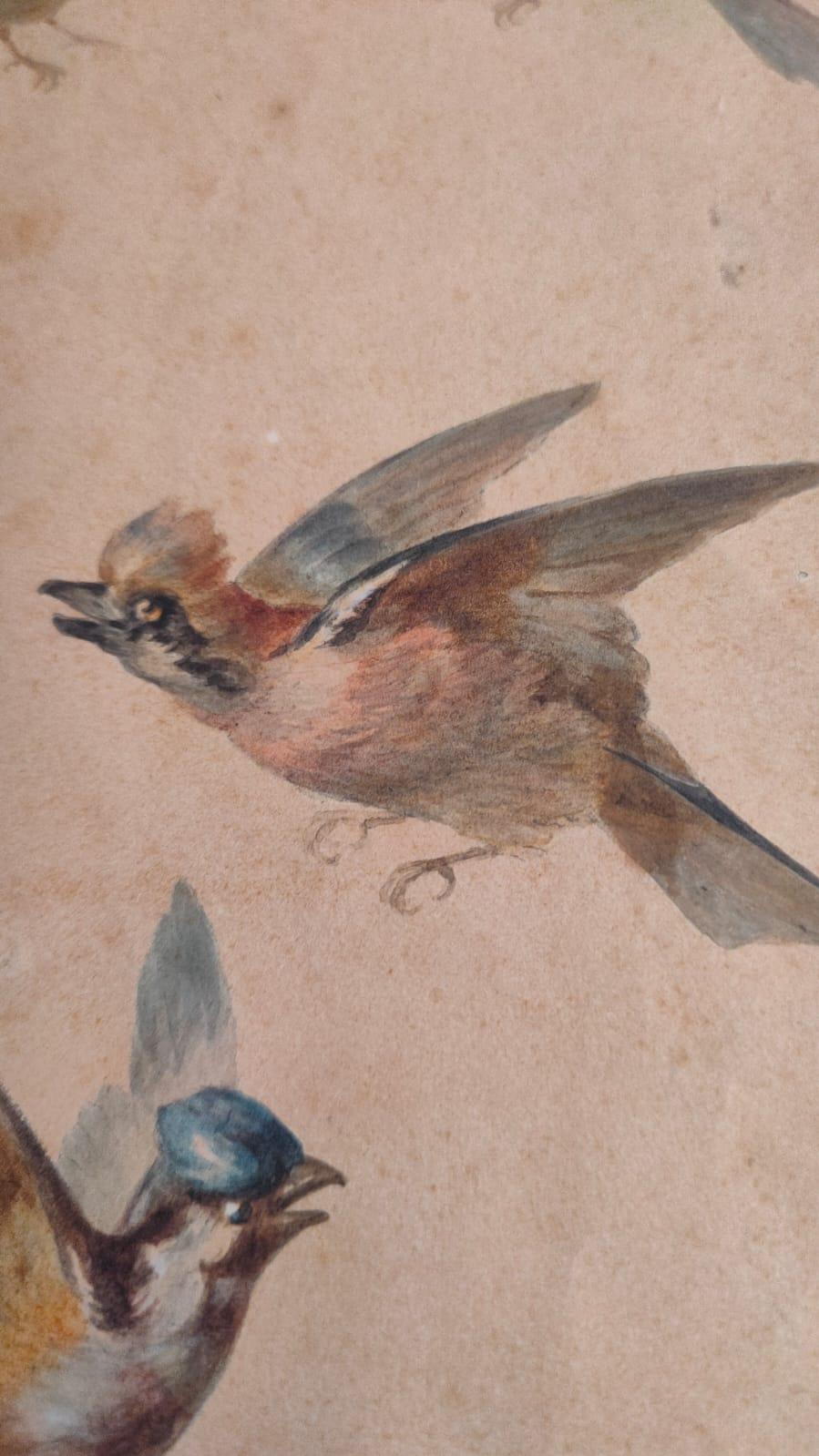 Study of fourteen birds For Sale 13