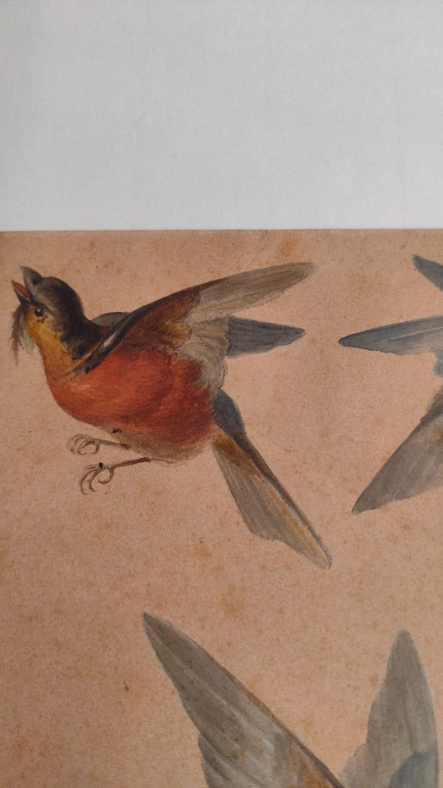 Study of fourteen birds For Sale 15