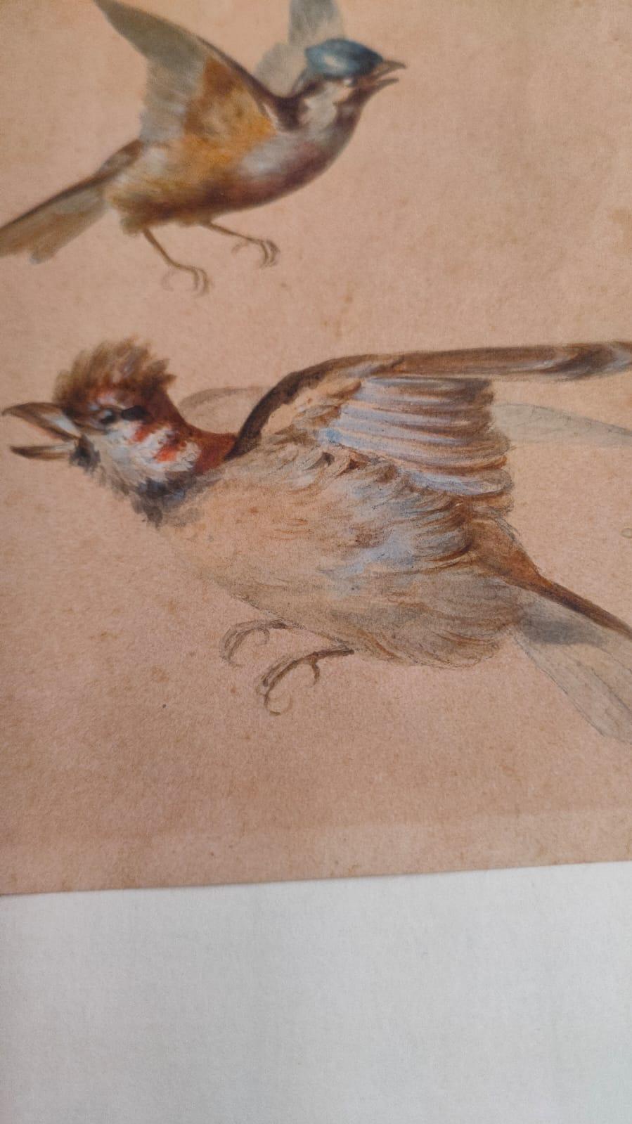 Study of fourteen birds For Sale 16