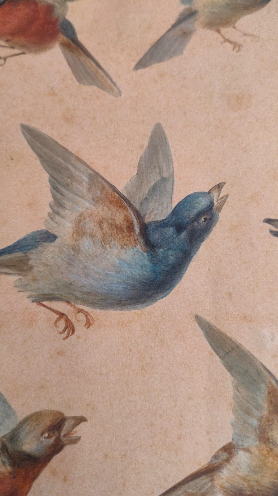 Study of fourteen birds For Sale 11