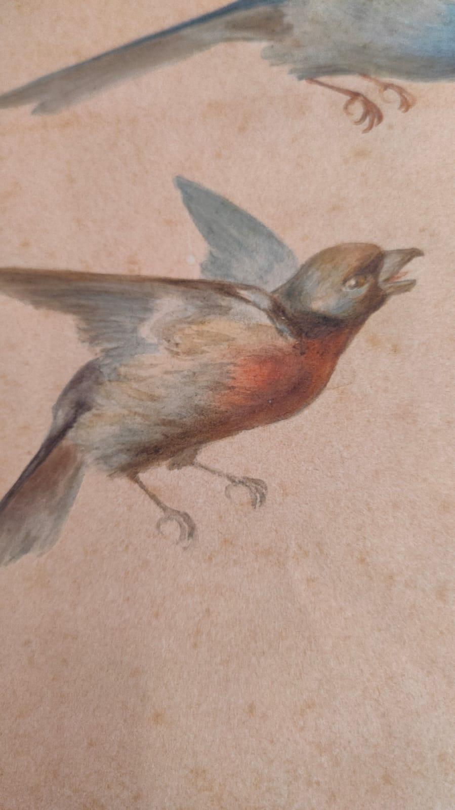 Study of fourteen birds For Sale 12