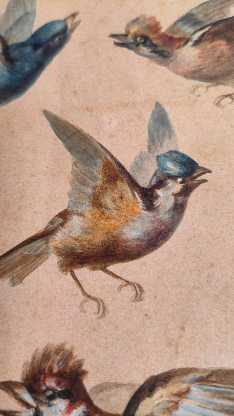 Study of fourteen birds For Sale 14