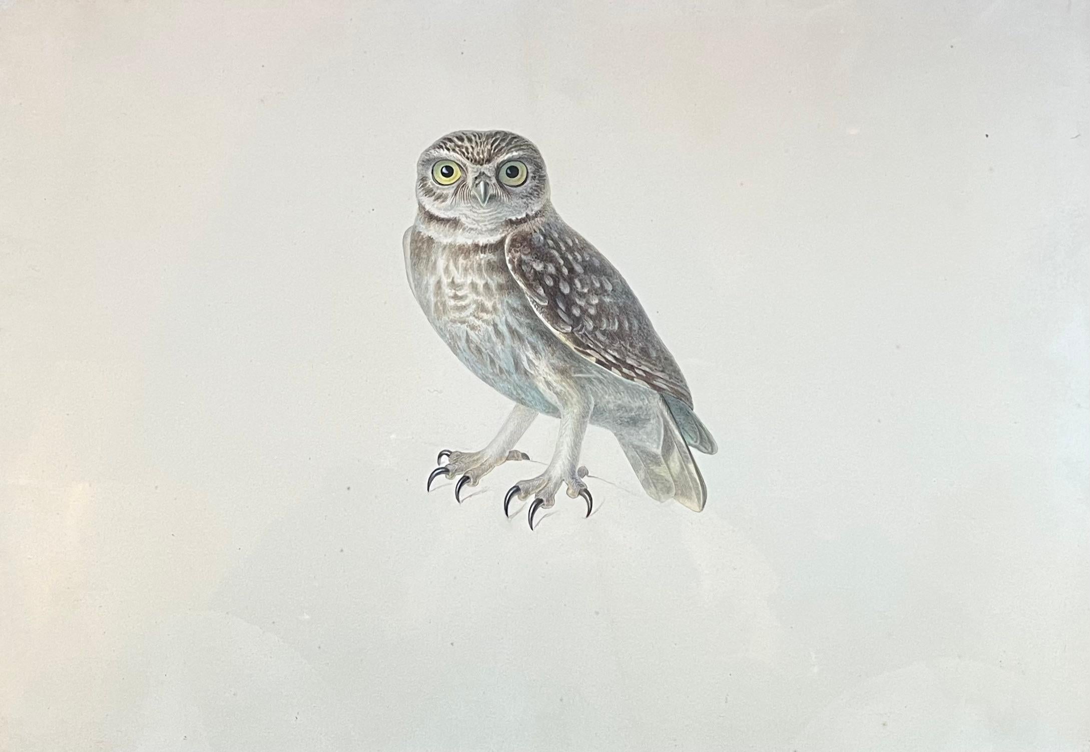 Pancrase Bessa Animal Art - Portrait of an Owl