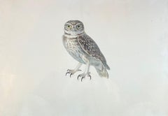 Antique Portrait of an Owl