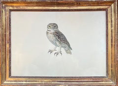 Portrait of an Owl