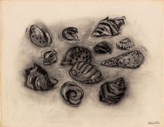 Still Life of Seashells