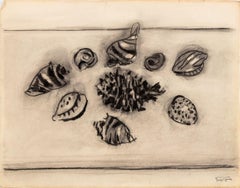 Still Life of Seashells
