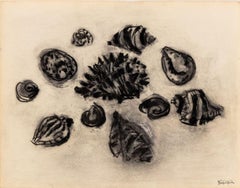 Still Life of Seashells
