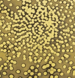 Ross Bleckner "Sequenza di selezione" Acquaforte