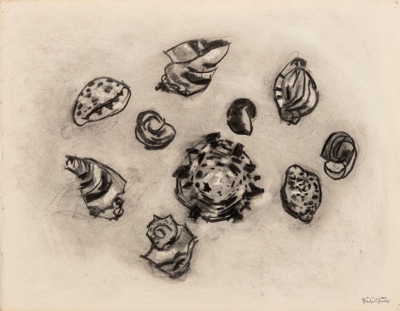 Manfred Schwartz (estadounidense, nacido en Polonia, 1909-1970), Naturaleza muerta de conchas marinas, Carboncillo sobre papel, con la firma del artista estampada abajo a la derecha, sin enmarcar. 20