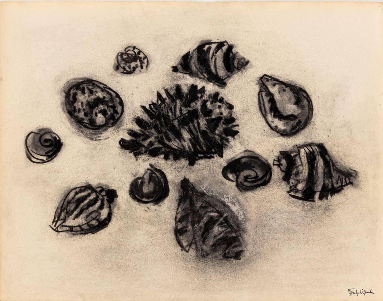 Manfred Schwartz (American, b. Poland, 1909-1970), Still Life of Seashells, Charcoal on Paper, with the artist's signature stamped lower right, unframed. 20
