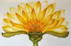 Lirio - Amazonia