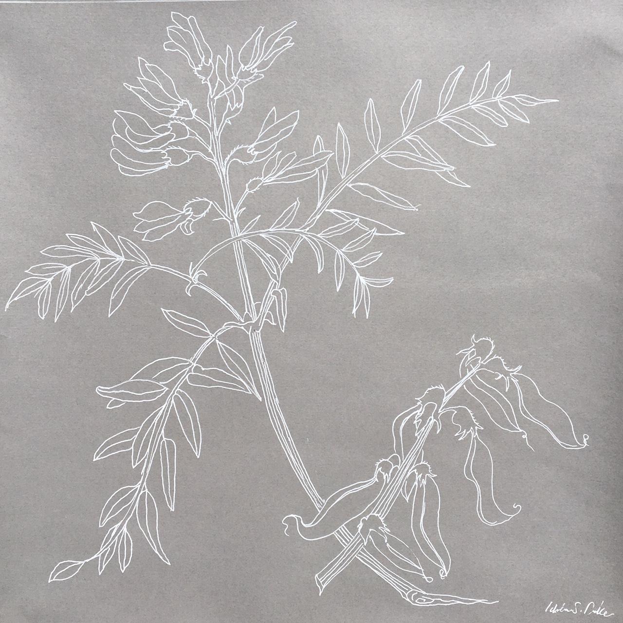 Idoline Duke Abstract Drawing - Milk Vetch line drawing .02