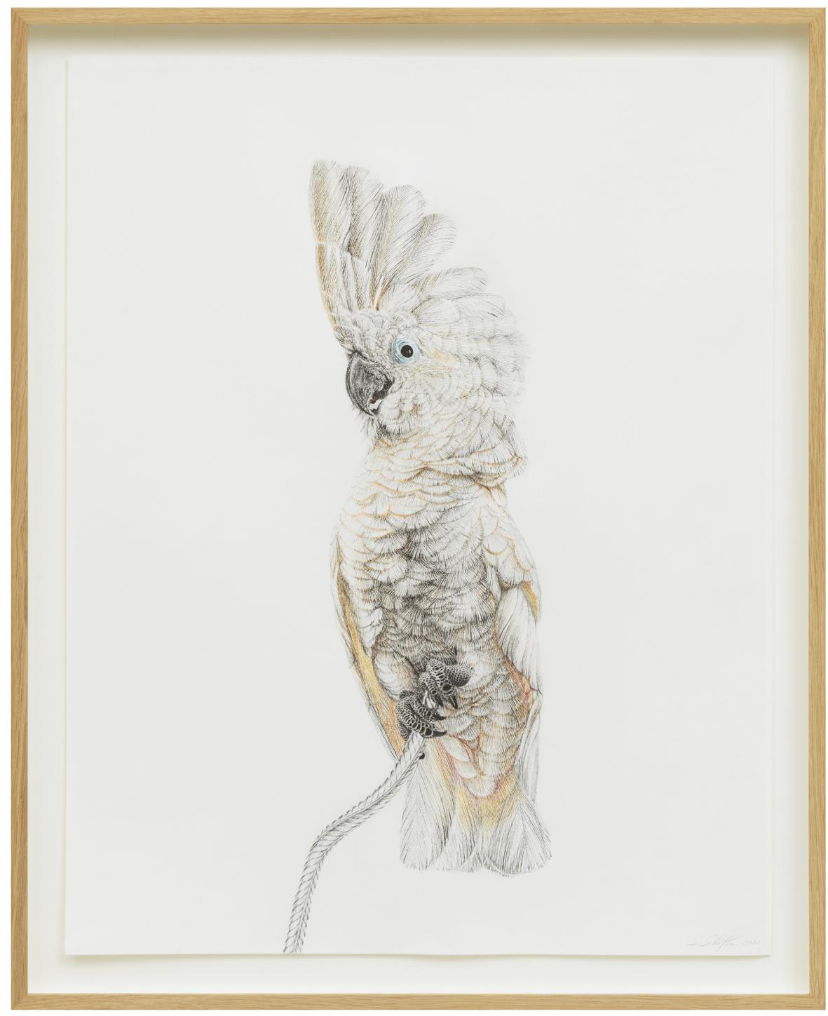 Animal Art de Svenja Schüffler - Pájaro de Schrödingers 14