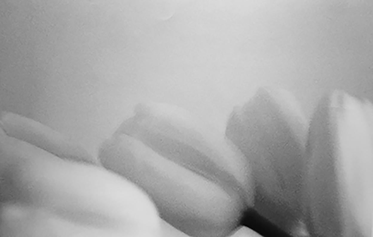 Rudi Molacek Black and White Photograph – Rosa Tulpen 5, New York