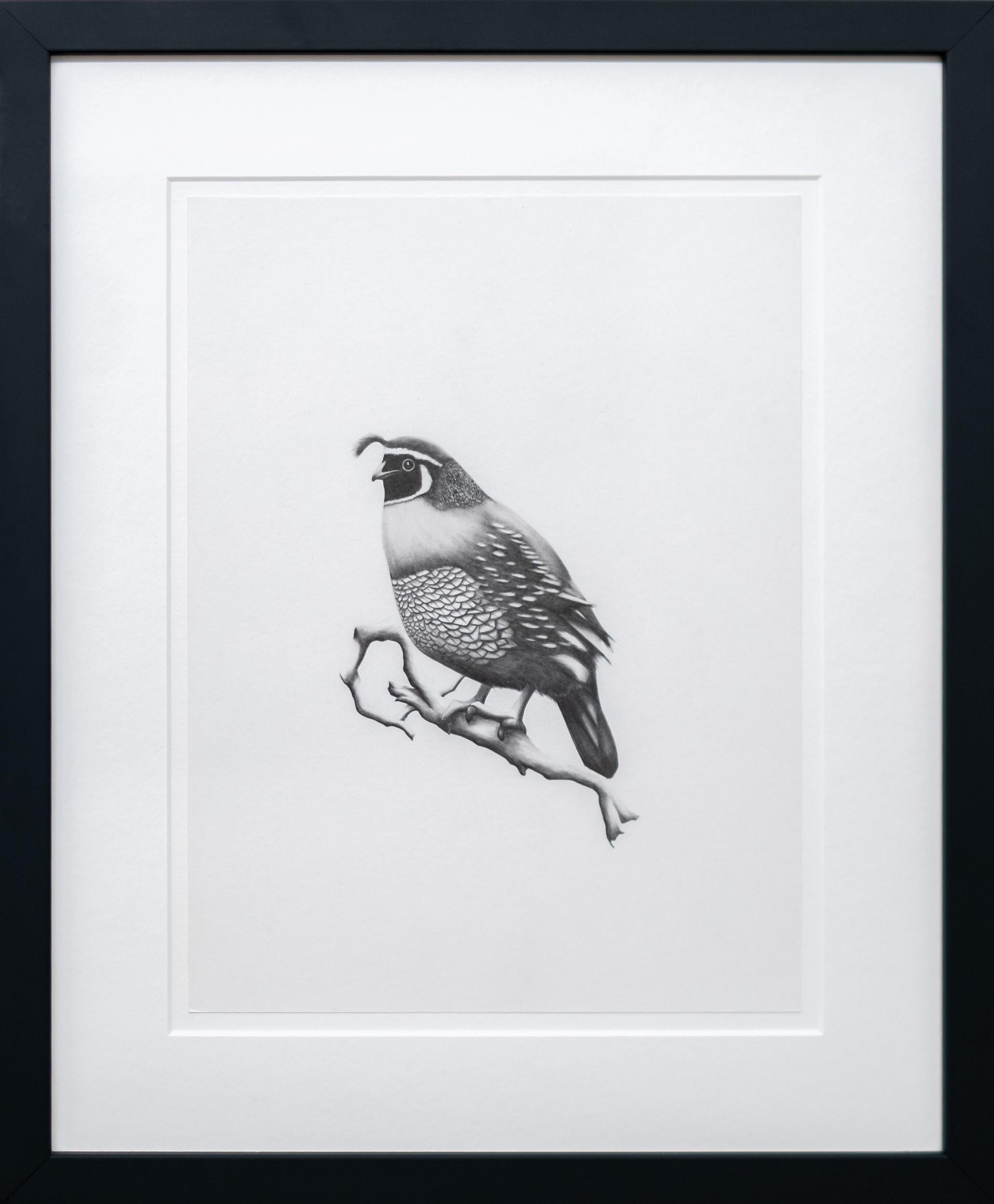 Étude (oiseau noueux) - figuratif, animal, dessin, fusain sur papier - Art de Aron Hill