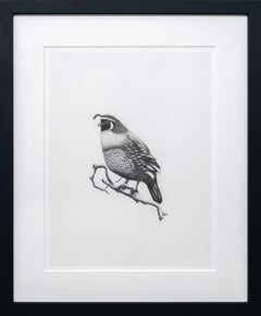 Study (topknot bird) - figurate, animal, drawing, charcoal on paper