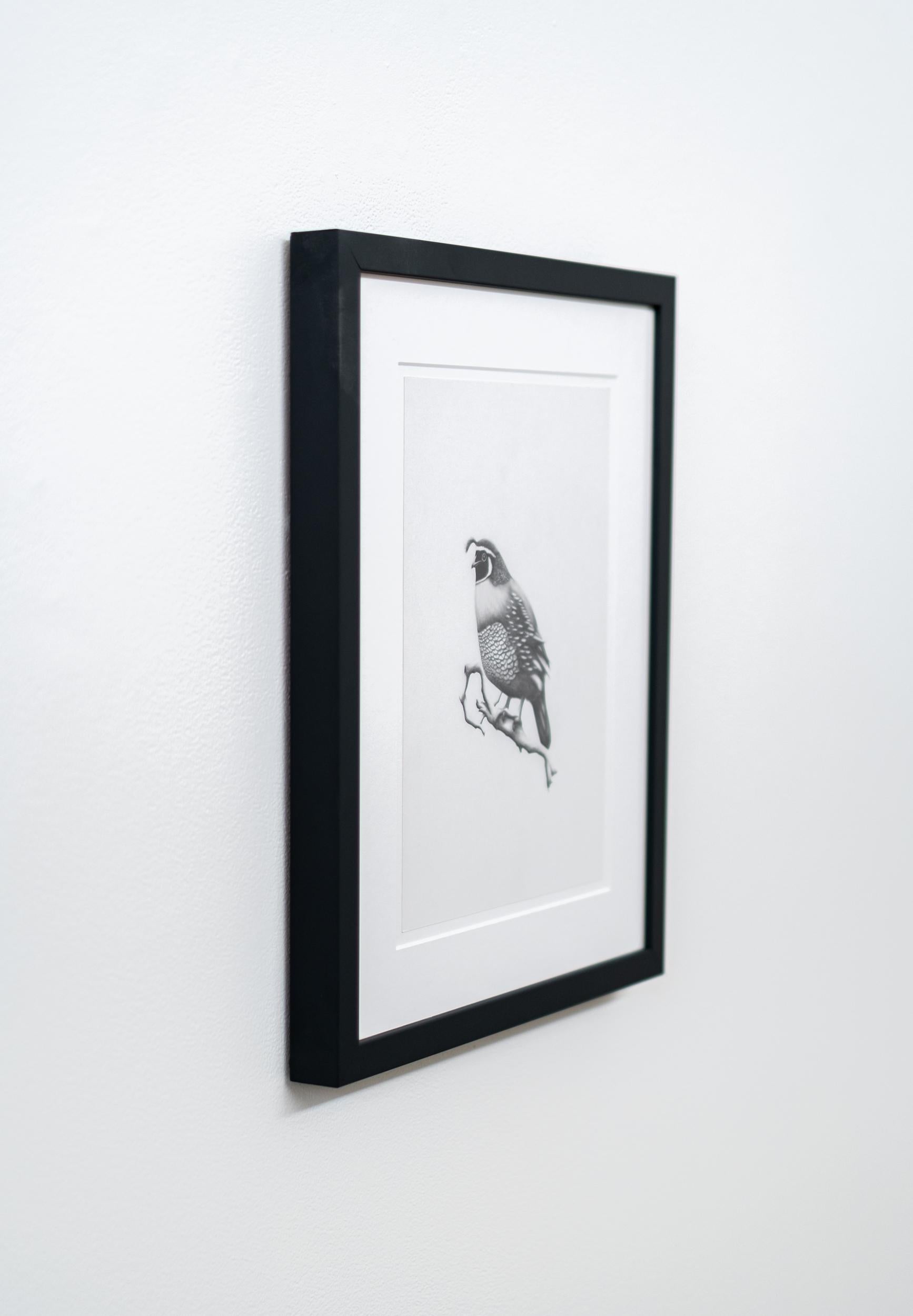 Ce dessin figuratif au fusain d'un oiseau est réalisé par Aron Hille.
 
Surtout connu pour sa vision moderniste audacieuse, l'artiste de Calgary Aron Hille est aussi un superbe artiste figuratif. Ce portrait réaliste et délicieusement détaillé d'un