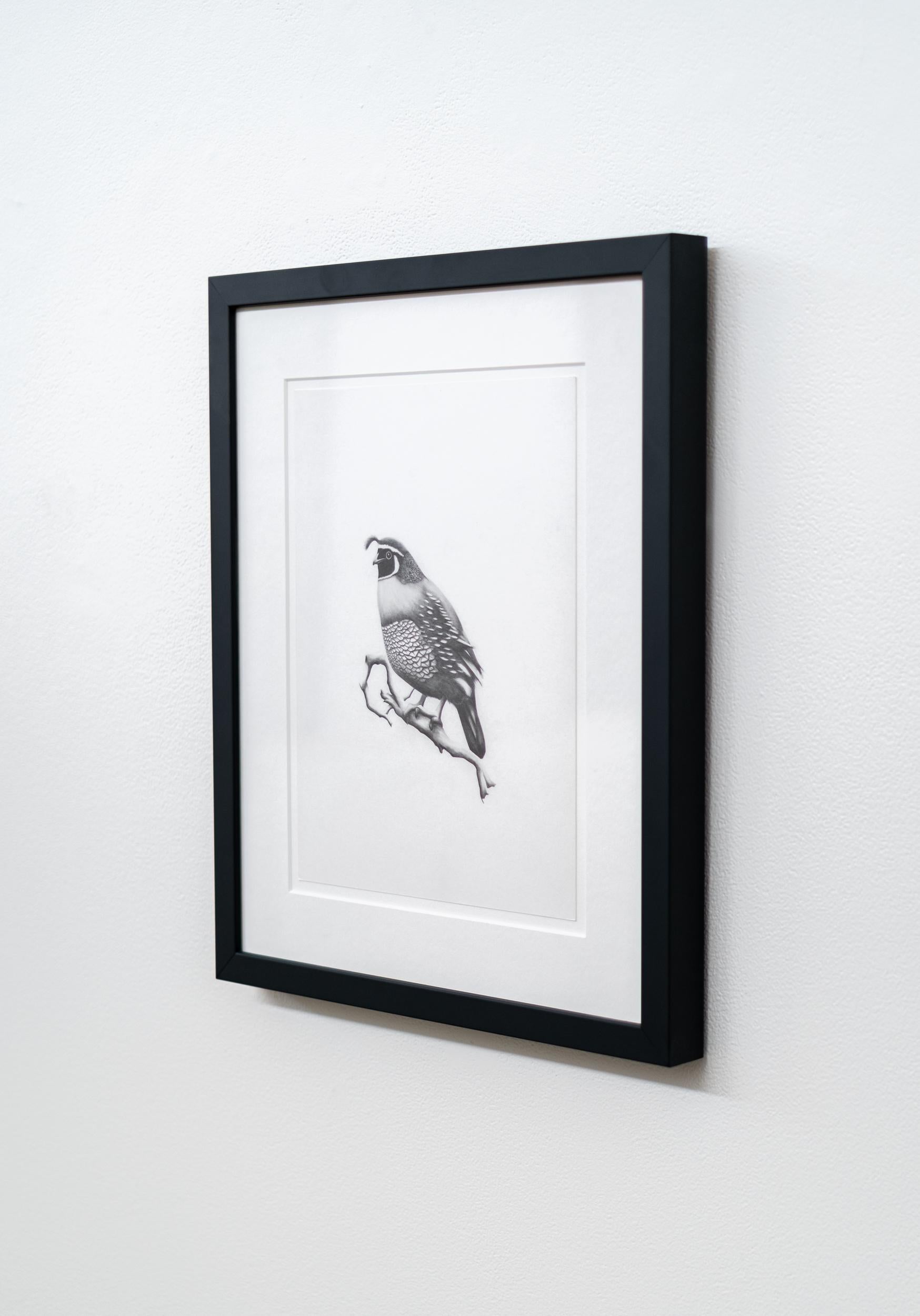 Étude (oiseau noueux) - figuratif, animal, dessin, fusain sur papier - Gris Figurative Art par Aron Hill