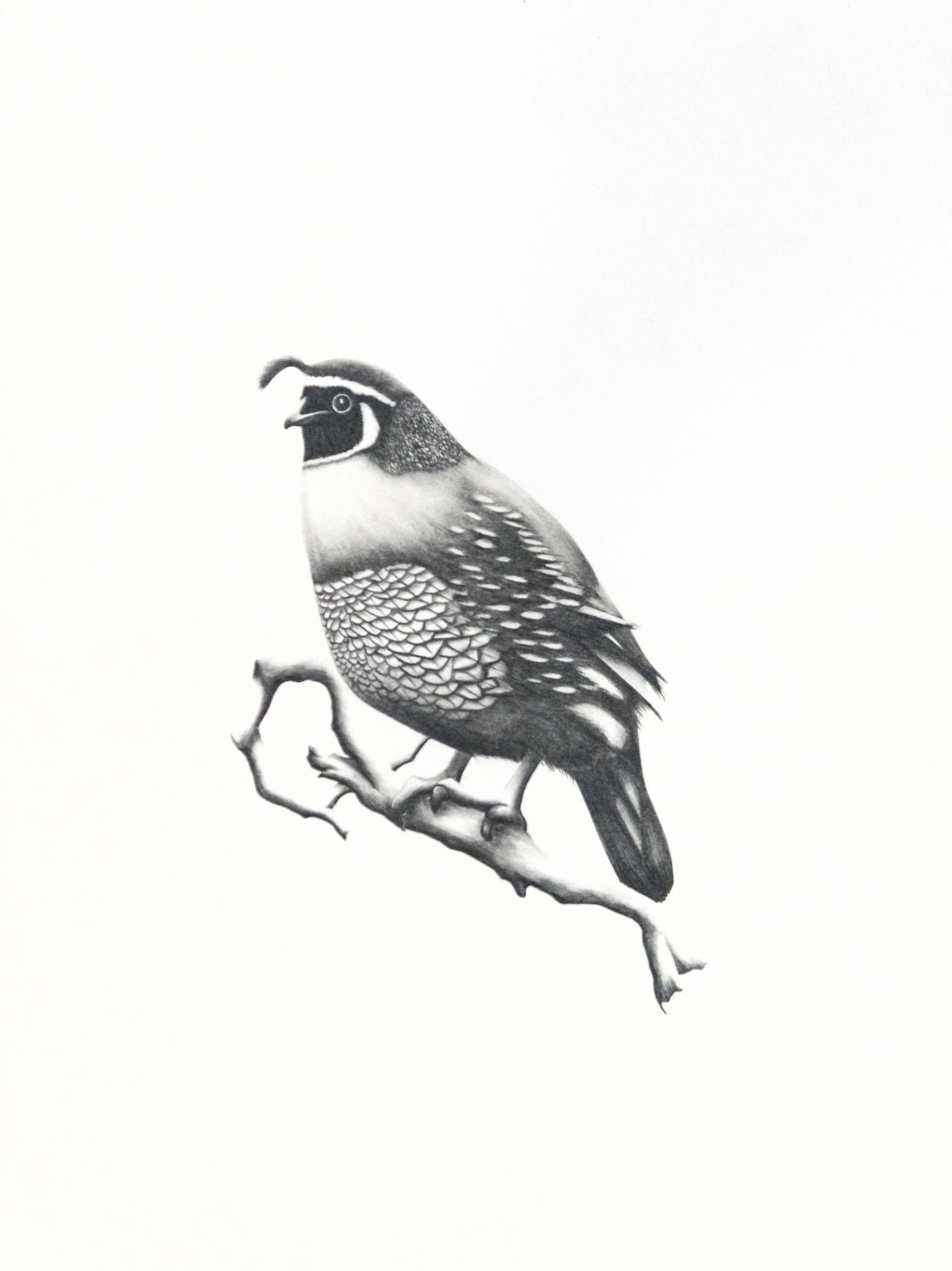 Étude (oiseau noueux) - figuratif, animal, dessin, fusain sur papier 1