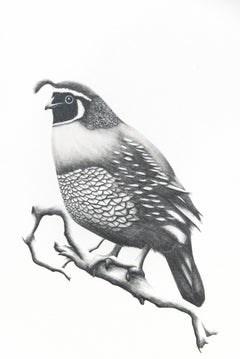 Study (topknot bird) - figurate, animal, drawing, charcoal on paper