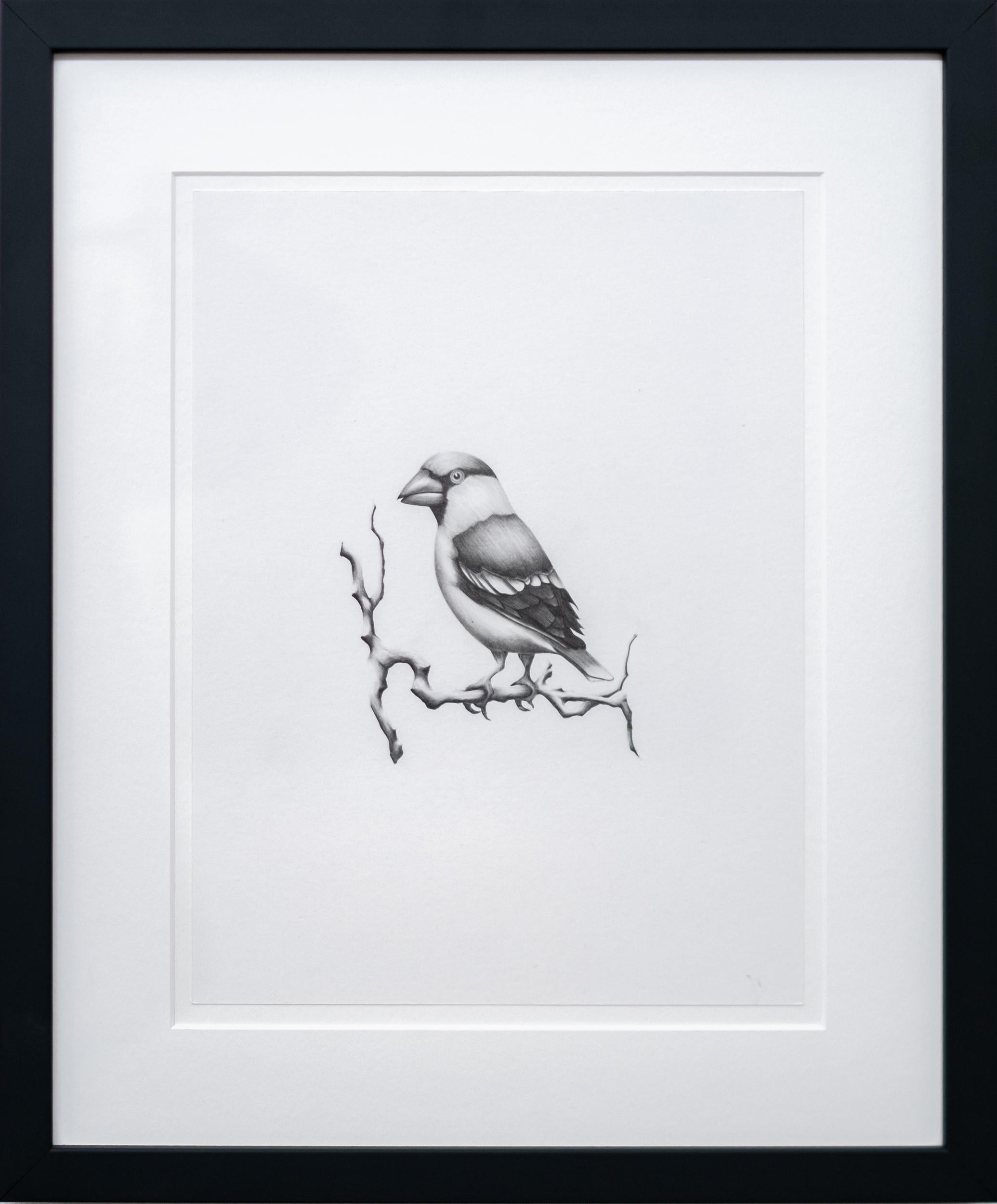 Étude (oiseau en gros bec) - figuratif, animal, dessin, fusain sur papier - Art de Aron Hill