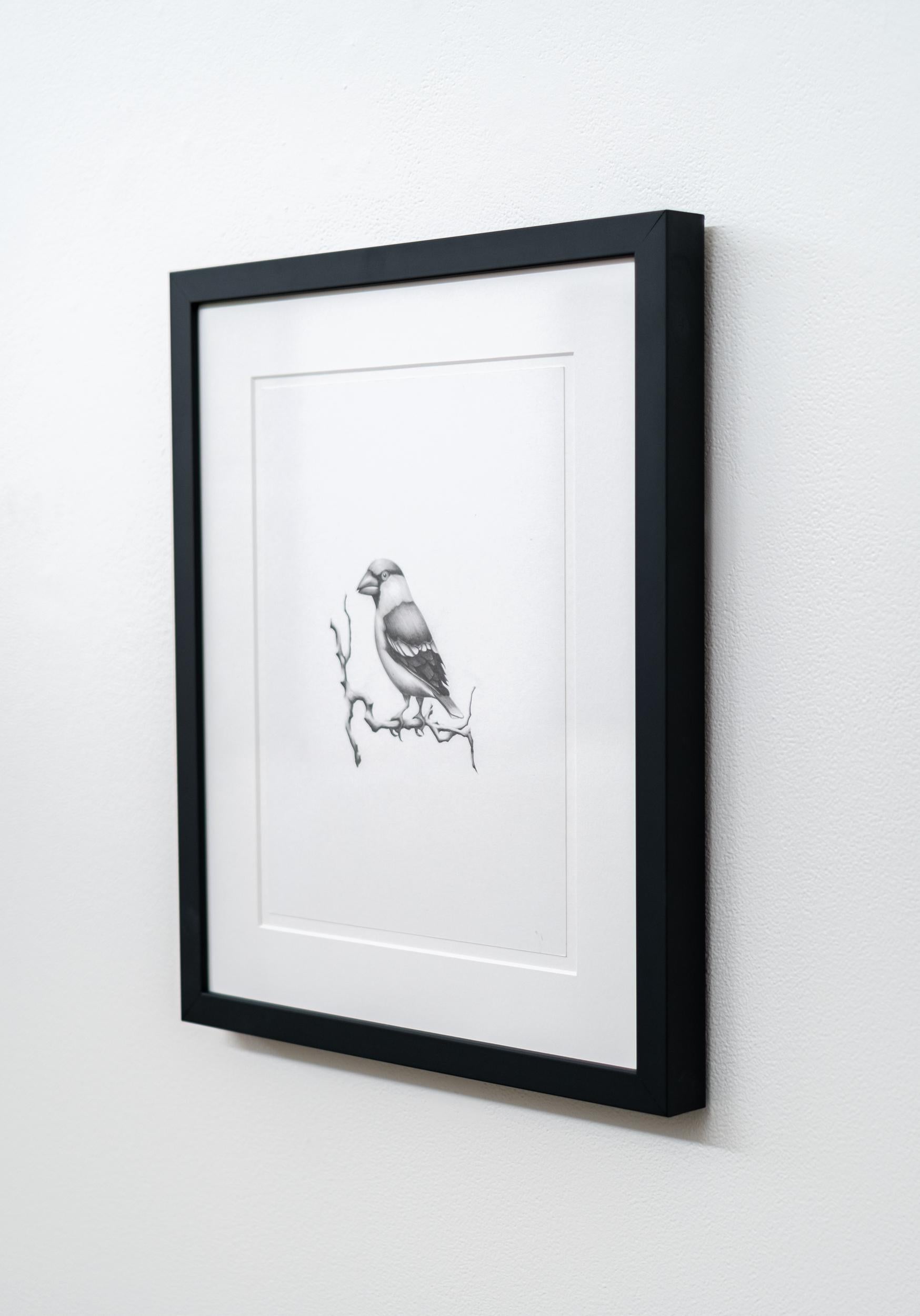 Étude (oiseau en gros bec) - figuratif, animal, dessin, fusain sur papier - Gris Figurative Art par Aron Hill