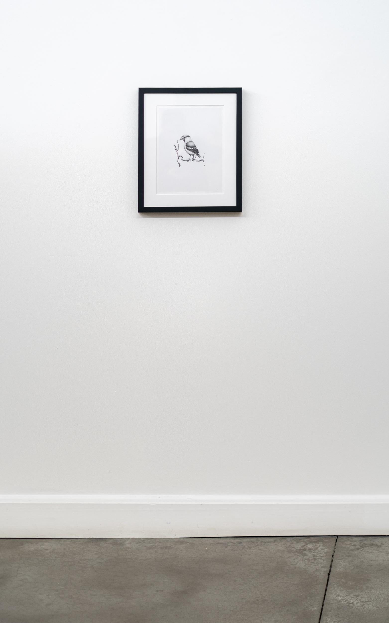 Étude (oiseau en gros bec) - figuratif, animal, dessin, fusain sur papier - Contemporain Art par Aron Hill