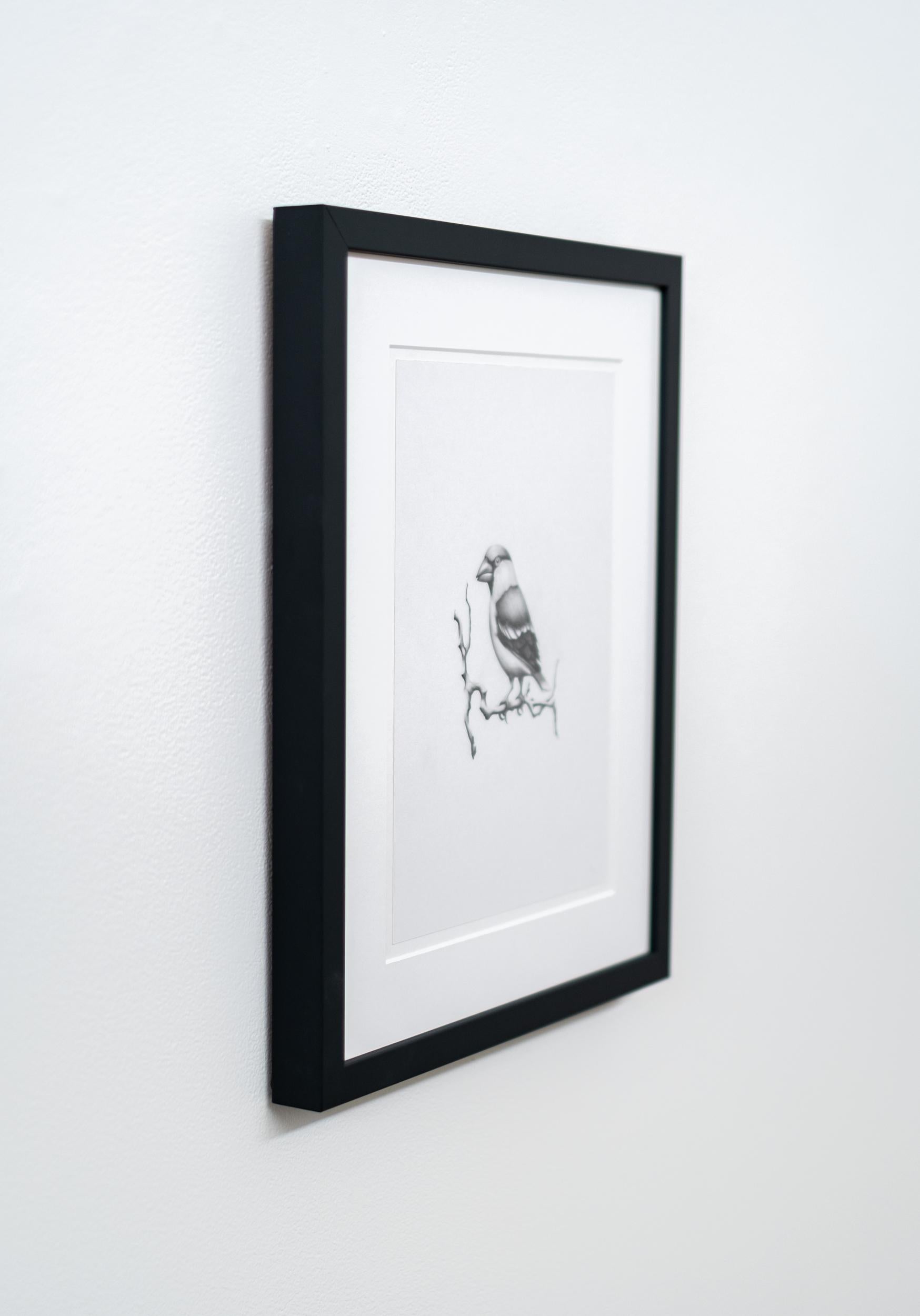 Ce dessin figuratif au fusain d'un oiseau est réalisé par Aron Hille.

Surtout connu pour sa vision moderniste audacieuse, l'artiste de Calgary Aron Hille est aussi un superbe artiste figuratif. Ce portrait exquis, détaillé et réaliste d'un oiseau a