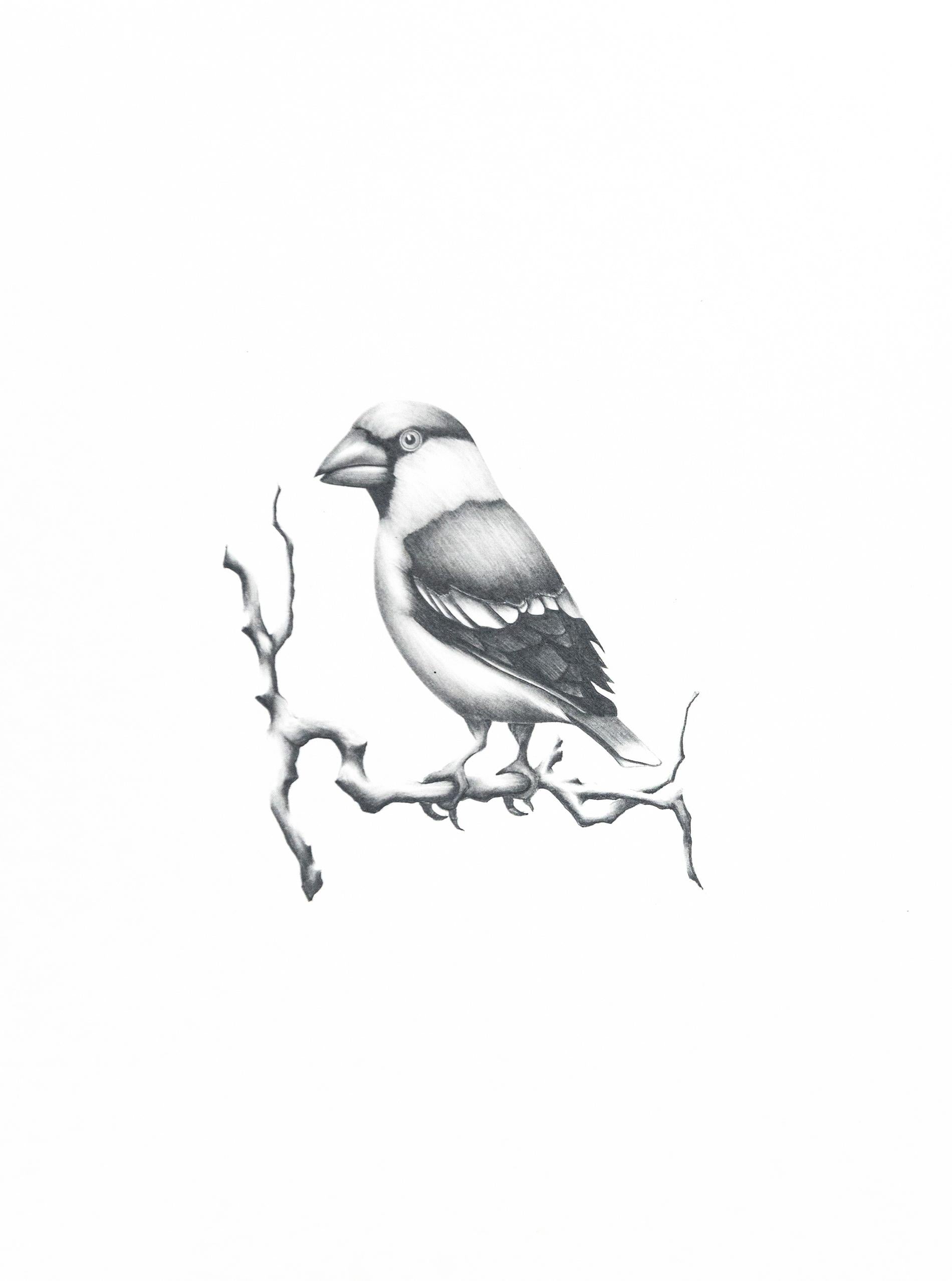 Étude (oiseau en gros bec) - figuratif, animal, dessin, fusain sur papier 1