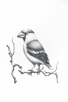 Étude (oiseau en gros bec) - figuratif, animal, dessin, fusain sur papier