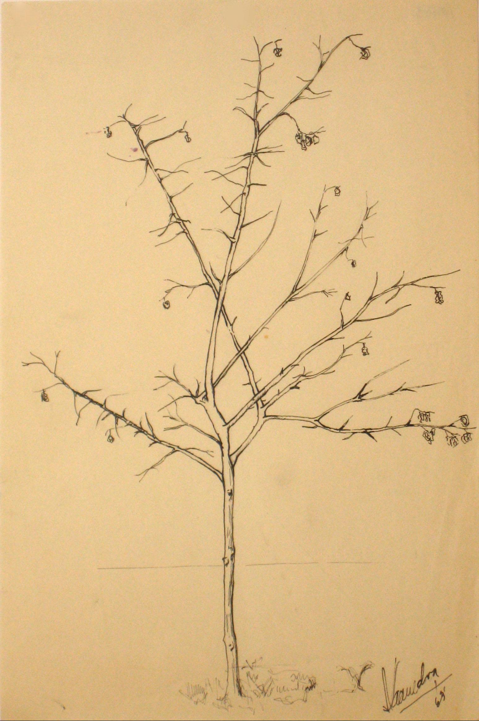 Unknown Still-Life - 1960s Vintage Drawing of a Tree with Flowers 