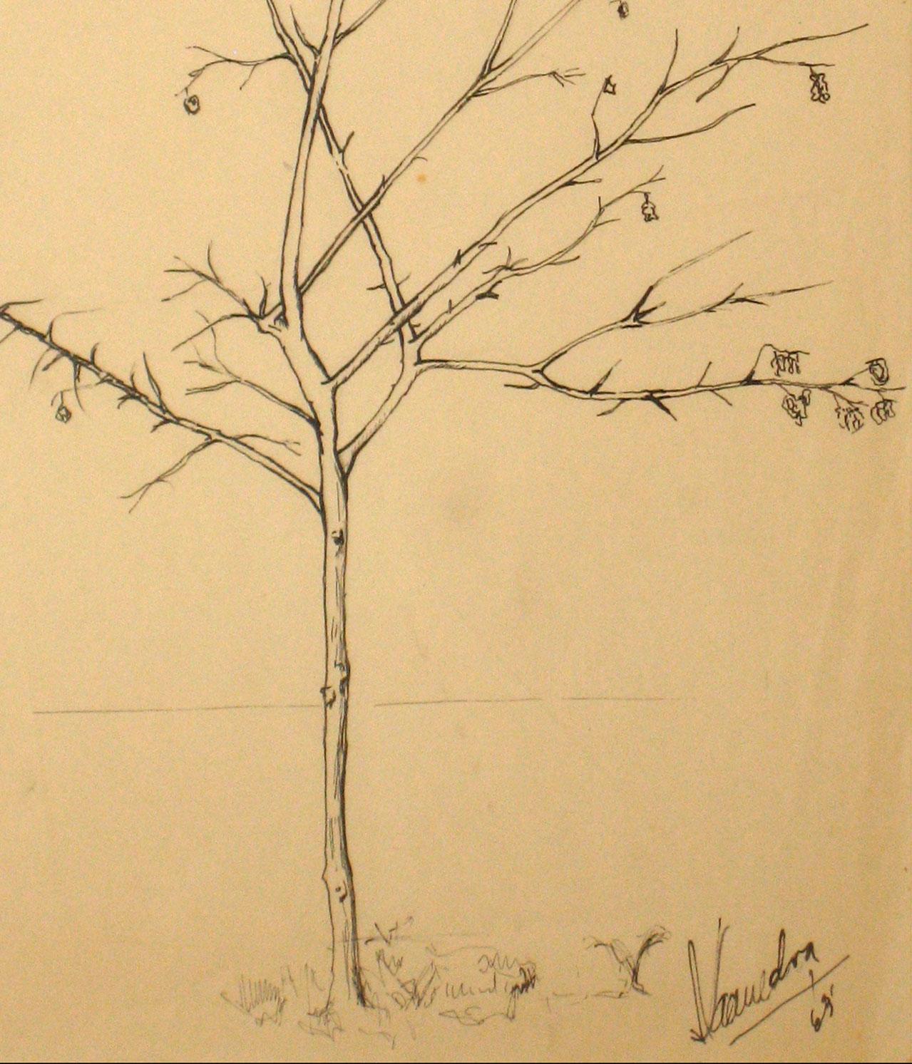 1960s Vintage Drawing of a Tree with Flowers  - Art by Unknown