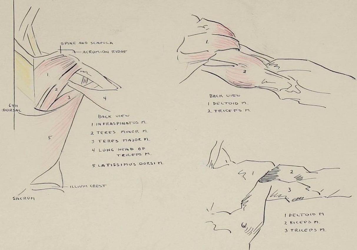 Details of the Human Shoulder 1951 Ink & Graphite - Art by Dellard Cassity